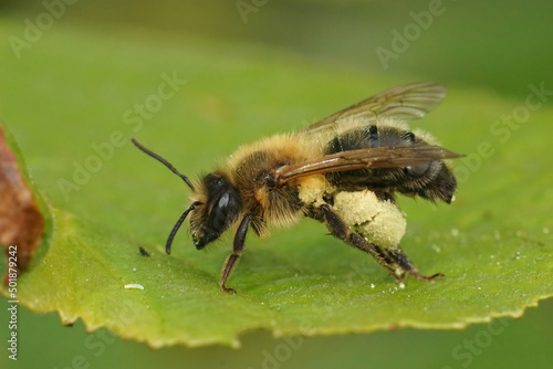 Closeup on the chocoloate mining bee , Andrena scotica , sitting on a green leaf © Henk