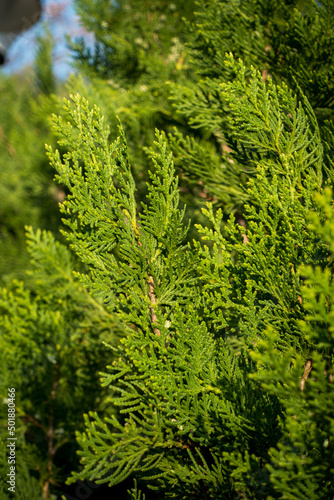 A close up shot of a thuja plant leaves.Thuja is a genus of coniferous trees or shrubs in the Cupressaceae.