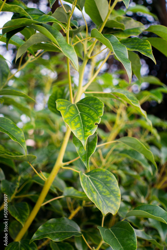A close up shot of camphor laurel leaves. Cinnamomum camphora is a species of evergreen tree that is commonly known under the names camphor tree, camphorwood or camphor laurel.