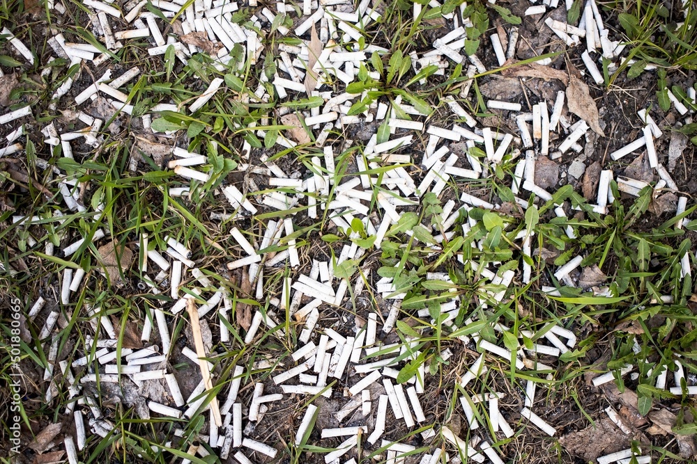 an uncounted number of cigarette butts lies on green grass, a symbol of harm to health and the development of cancer an uncounted number of cigarette butts lies on green grass, a symbol of harm to health and the development of cancer