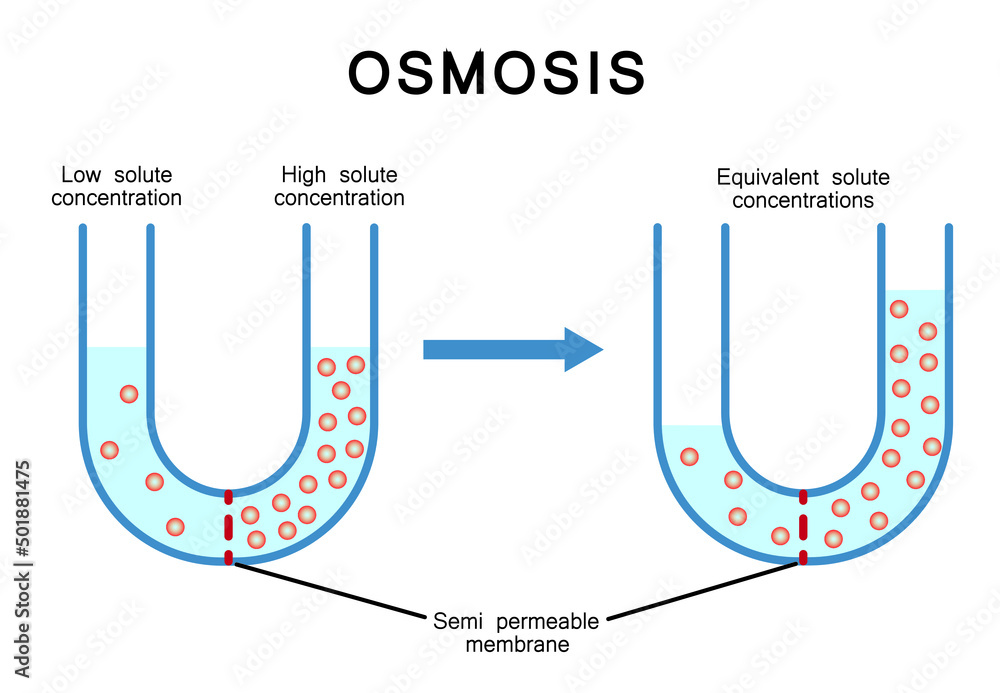 Vector Scientific Desining Of Osmosis Isolated on White. Colorful Symbols. Vector Illustration