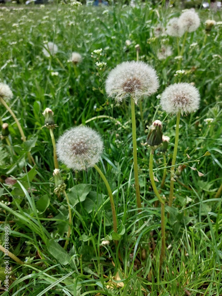 A small white dandelion in the tall green grass.