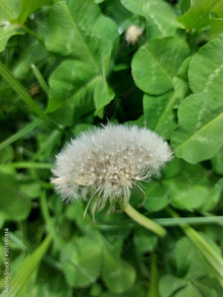 Fototapeta premium A small white dandelion in the tall green grass.