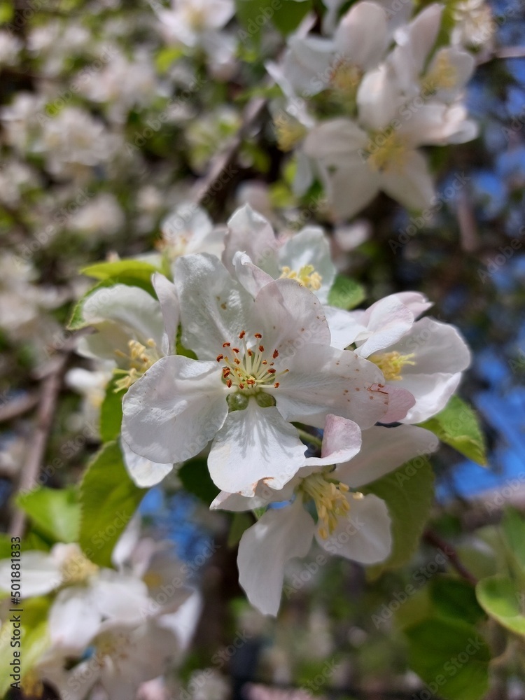 A flowering tree. Spring flowering. White flowers on a fruit tree. Apple, apricot, and cherry trees are the first to bloom in spring. A flowering tree. Spring flowering. White flowers on a fruit tree. Apple, apricot, and cherry trees are the first to bloom in spring.