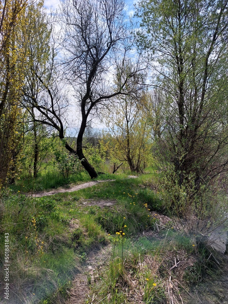 A forest clearing with lush green grass in spring. The clearing is surrounded by pine trees, white flowering trees and young green shrubs. A forest clearing with lush green grass in spring. The clearing is surrounded by pine trees, white flowering trees and young green shrubs.
