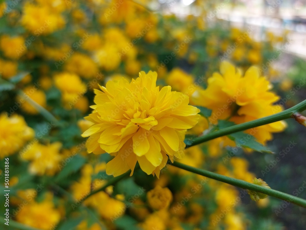 Yellow flowers in green grass in early spring. A clearing with yellow flowers in the forest. Blooming on a sunny spring day Yellow flowers in green grass in early spring. A clearing with yellow flowers in the forest. Blooming on a sunny spring day