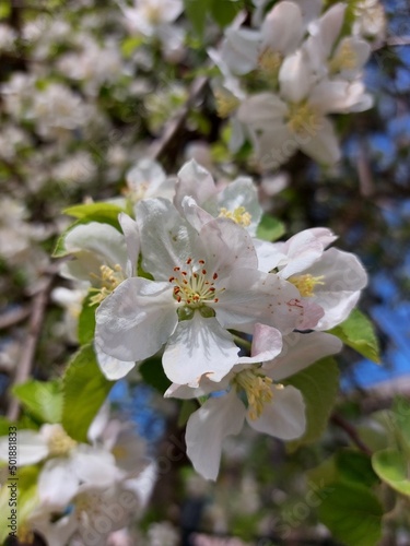 A flowering tree. Spring flowering. White flowers on a fruit tree. Apple, apricot, and cherry trees are the first to bloom in spring.