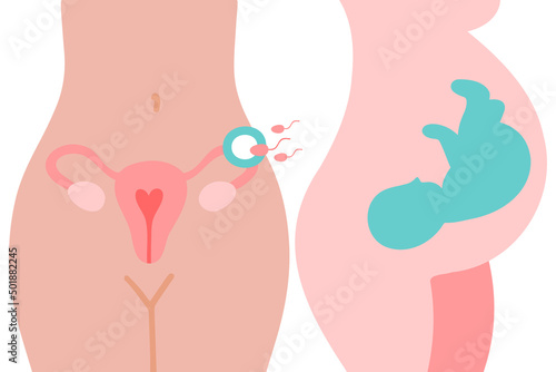 Uterus, sperm, insemination. Fertilization in the fallopian tube.  Embryo in woman's belly. Gynecology, reproductive. Fetal baby positions in the uterus during pregnancy.