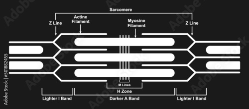 Scientific Desinging of Sarcomere. Muscular Sarcomere Illustration. Isolated on Black Background. Vector Illustration.