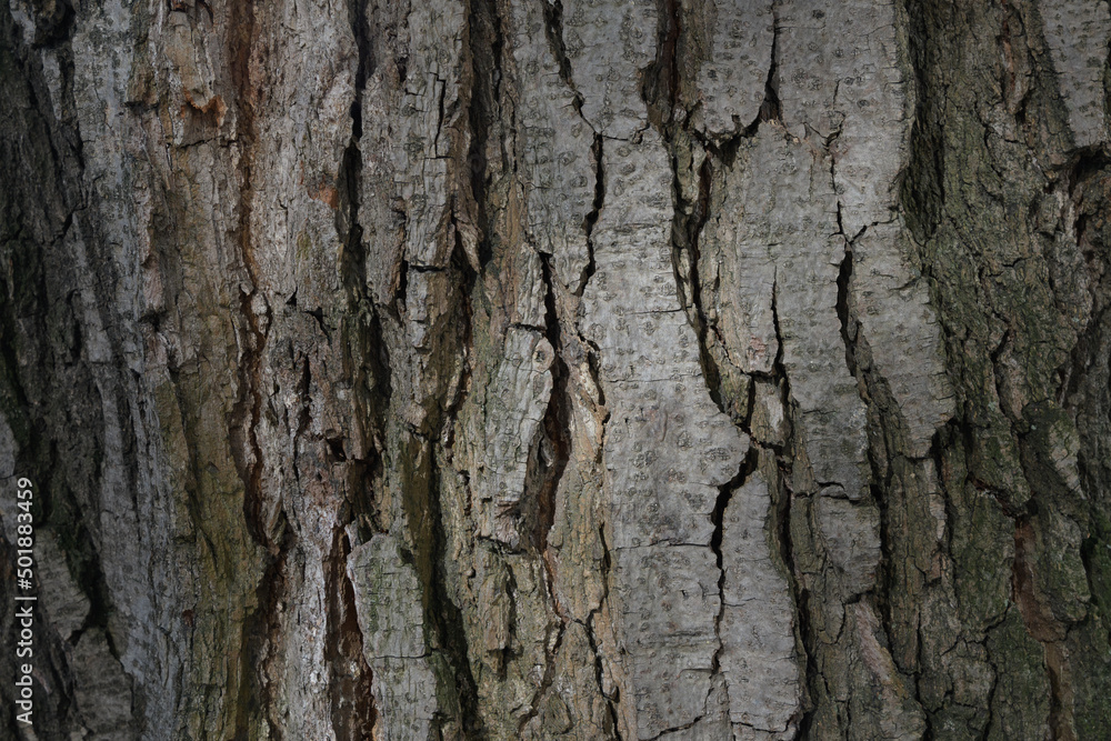 An old tree with a soft beam of sunlight on it An old tree with a soft beam of sunlight on it