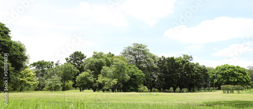 park tree in nature green and Lawn background, in garden summer outdoor.