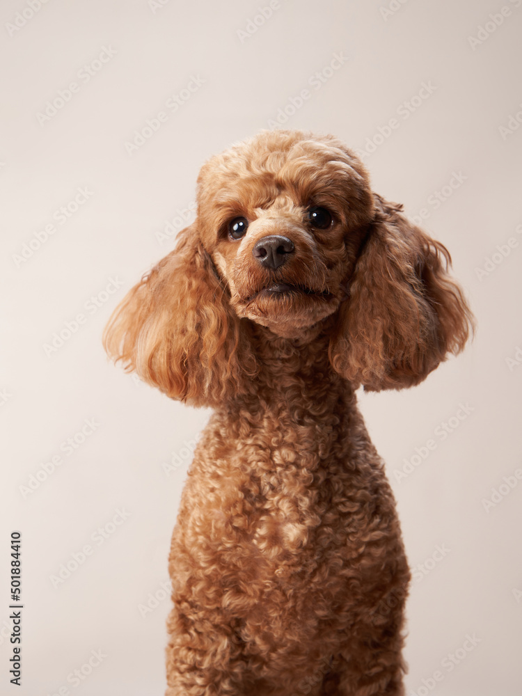 red poodle on a beige background. Portrait of a funny pet in the studio red poodle on a beige background. Portrait of a funny pet in the studio
