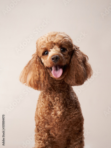 red poodle on a beige background. Portrait of a funny pet in the studio photo