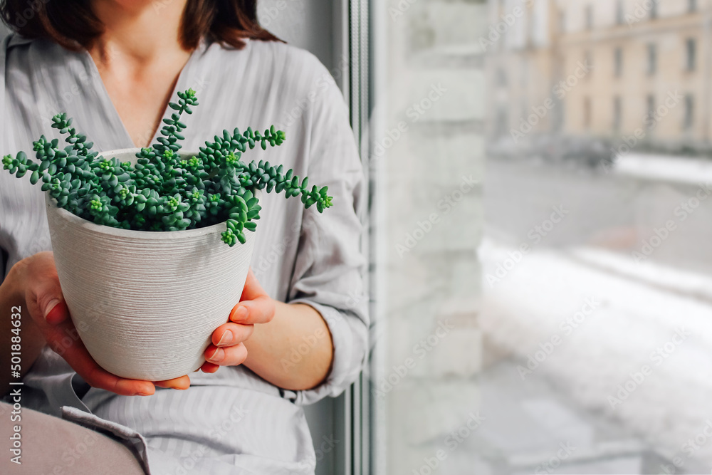 succulent Sedum in a pot. home flower breeding, hobby