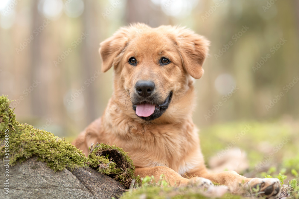 The puppy of the crossbreed is lying on the moss in the forest. Attentive expression. Headshoot of dog.