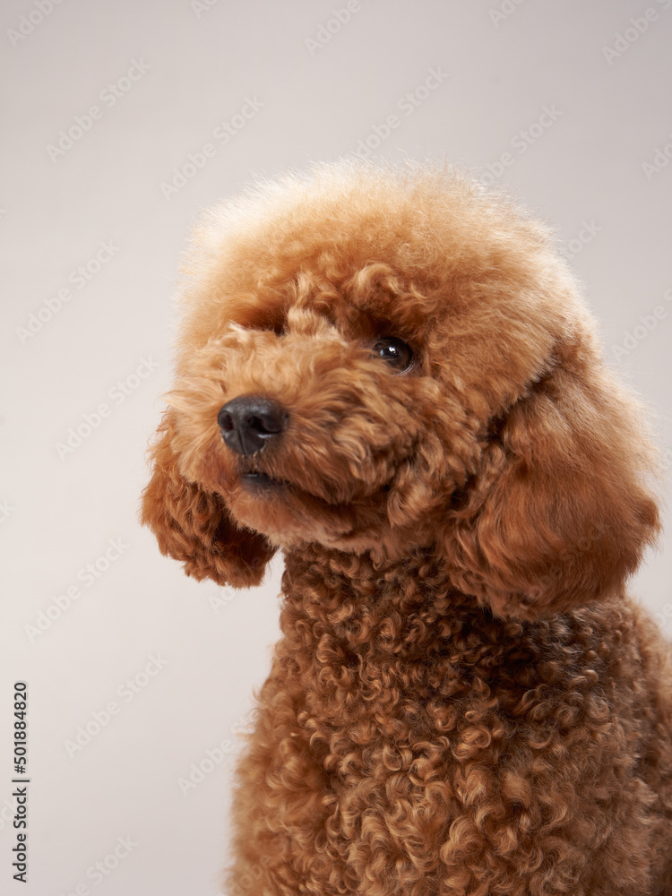 red poodle on a beige background. Portrait of a funny pet in the studio red poodle on a beige background. Portrait of a funny pet in the studio