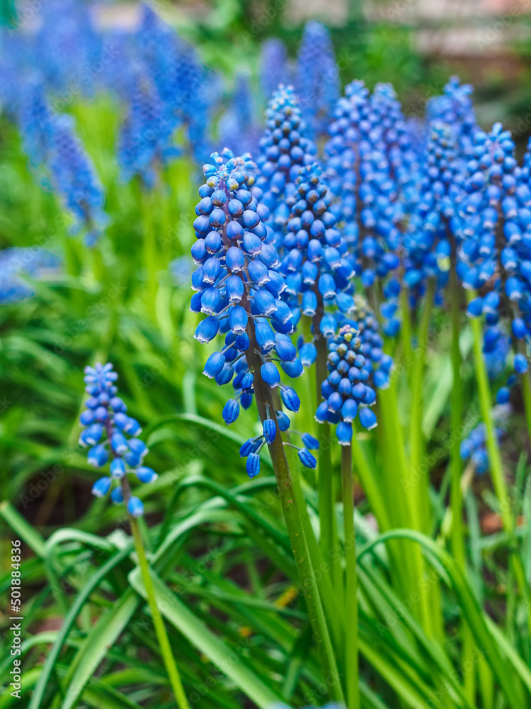 blue flowers muscari longiflora in a flower bed close-up blue flowers muscari longiflora in a flower bed close-up