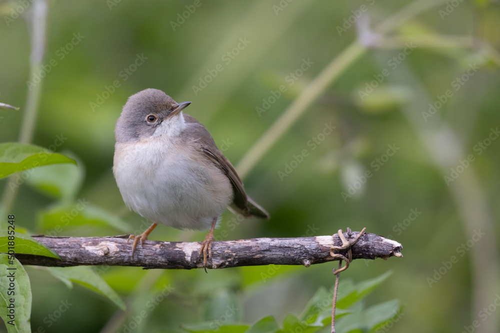 Subalpine Warbler female (Sylvia cantillans) Subalpine Warbler female (Sylvia cantillans)