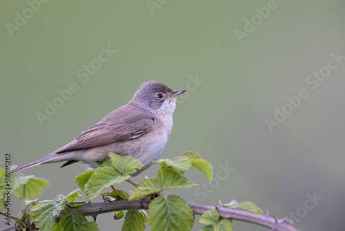 Subalpine Warbler female (Sylvia cantillans)