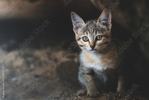 Arabian wildcat