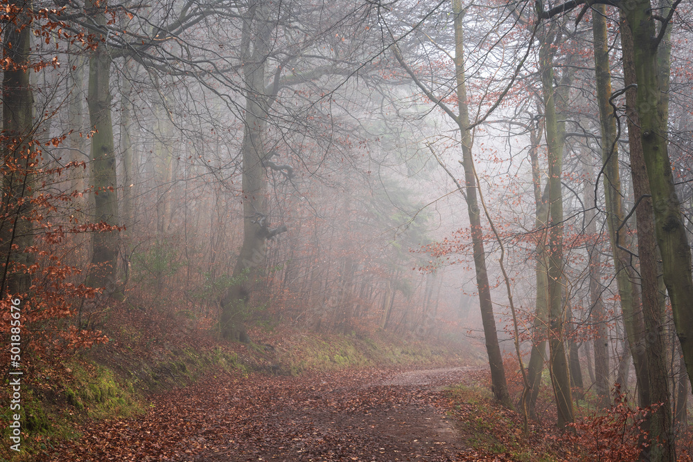 Beautiful moody atmospheric Autumn foggy morning landscape image in thick dense woodland