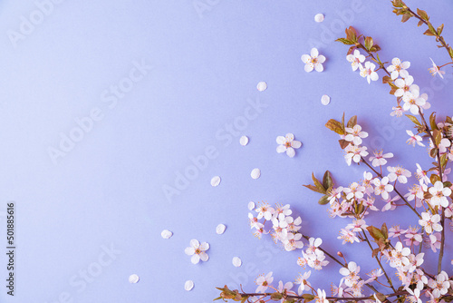 Flower composition. Spring cherry blossom branches with buds on purple or very peri background. top view