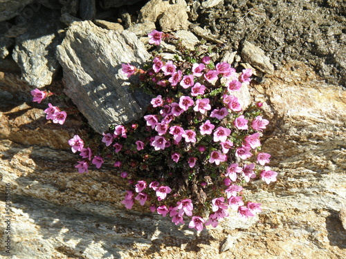 Flowers from everywhere