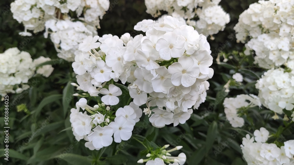 White flower bush during summer White flower bush during summer