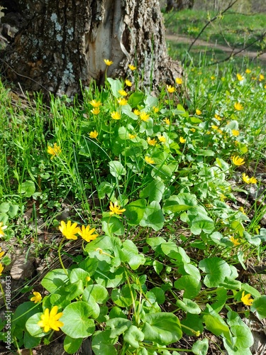 A group of yellow buttercup flowers with green leaves is in the summer forest