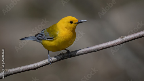 Photo Prothonotary warbler on a branch