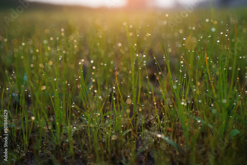 The dew on the grass in the morning is beautiful.