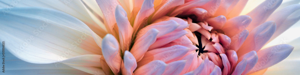 Dahlia bloom. Flower petals close-up. Bright vegetal banner. Pink, white and light blue plant header. Floral headline. Macro