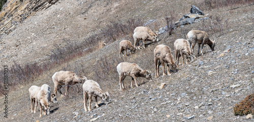 A herd of bighorn sheep (Ovis canadensis) grazing in an alpine meadow near Exshaw, Alberta, Canada