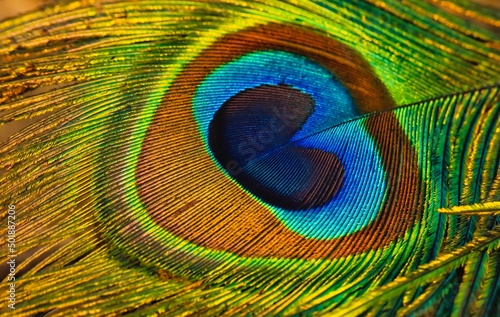 Peacock feather background. Peafowl feather. Mor pankh. Abstract background. © Jalpa Malam