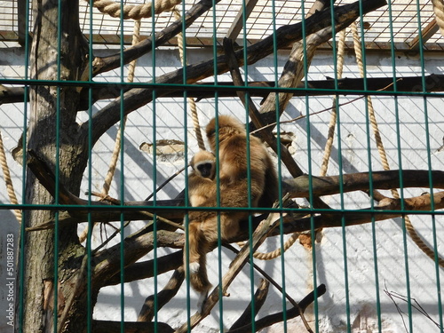 The lar gibbon Hylobates lar white-handed gibbon, is an endangered primate in the gibbon family, Hylobatidae. It is one of the better-known gibbons and is often kept in captivity photo