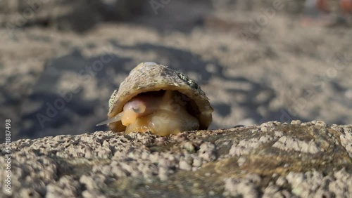 The Common Limpet, Patella vulgata, Sea Mollusc, is an aquatic snail with uncommonly strong teeth.