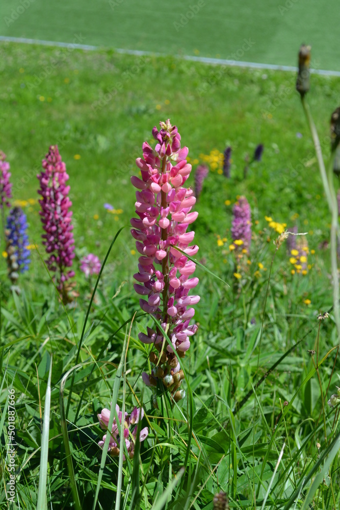 Lupin in the Swiss Alps Lupin in the Swiss Alps