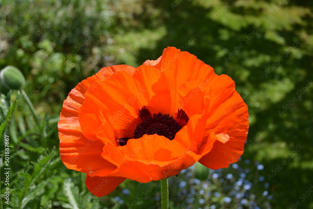 Obraz premium orange/red poppy