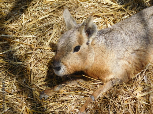  Patagonian mara Dolichotis patagonum relatively large rodent  cavy, Patagonian hare, or dillaby. This herbivorous, somewhat rabbit-like animal is found in open and semiopen habitats in Argentina, inc photo