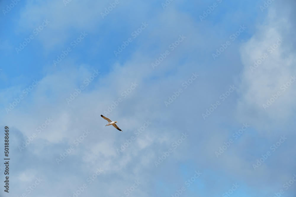 Minimalism and lot of empty space for your text or advertising on the side. Lonely white seagull is flying across sky. Cloudy weather and bird soars in clouds.