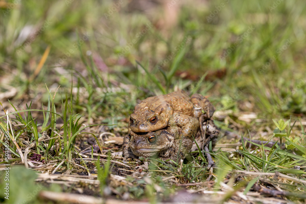 Obraz premium pairing of common toats (bufo bufo) in a meadow
