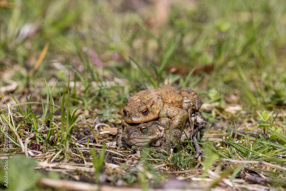 pairing of common toats (bufo bufo) in a meadow pairing of common toats (bufo bufo) in a meadow