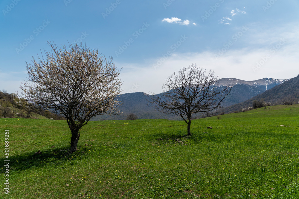 Beautiful trees in the mountains and green hills. Spring landscape. Green Fields.