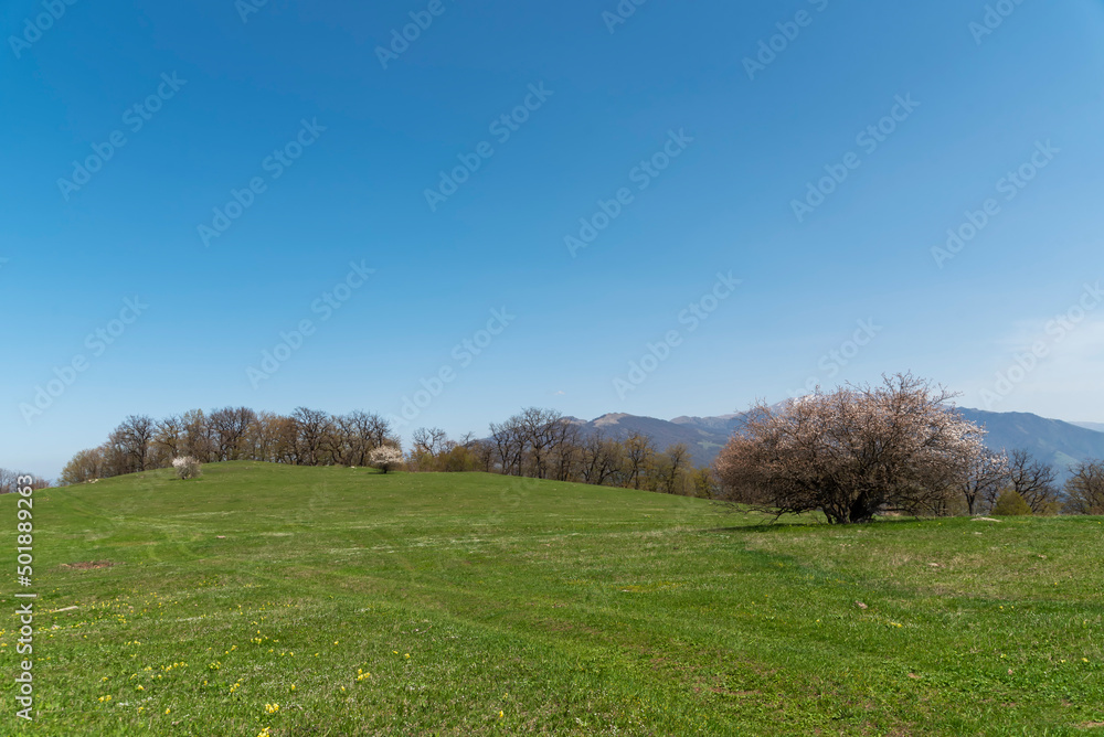 Spring landscape with trees on the green field.