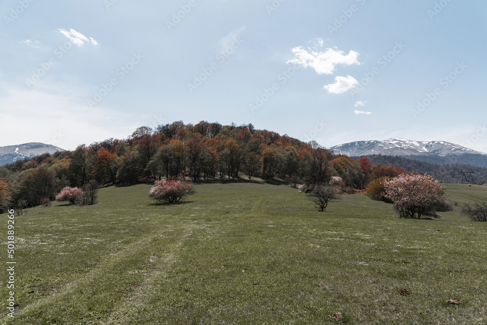 Fototapeta premium Spring landscape with trees on the green field.