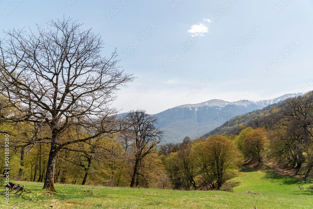 Spring landscape , beautiful forest in the mountains.
