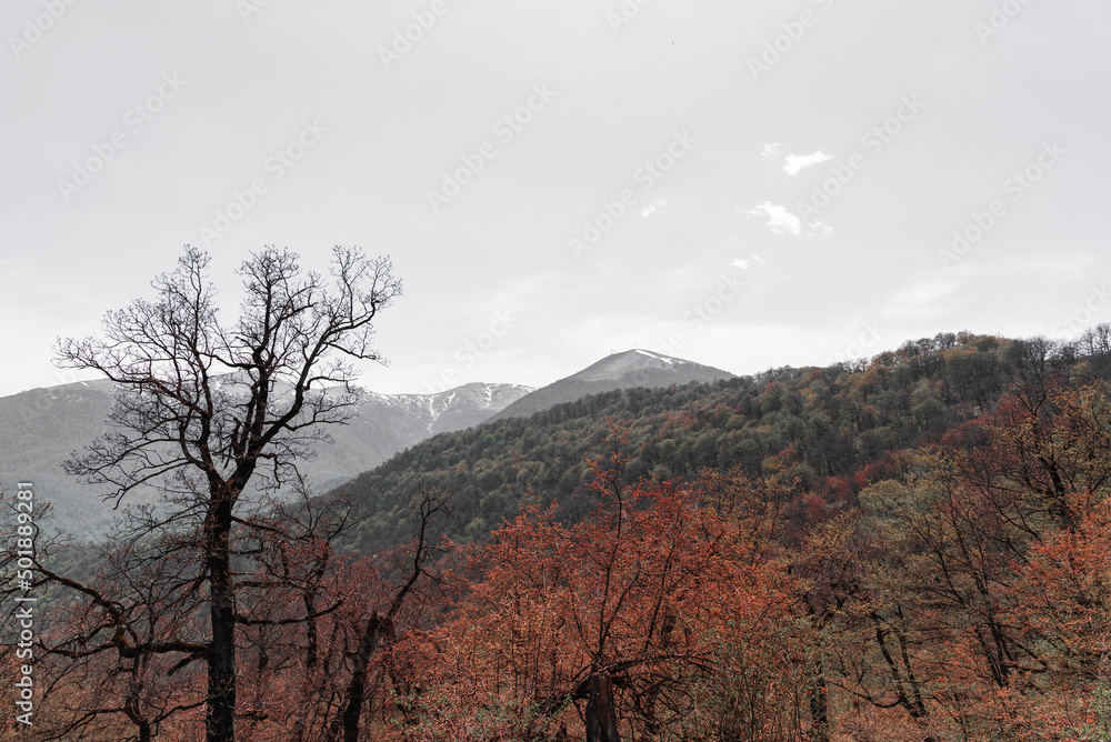 Spring landscape , beautiful forest in the mountains. Spring landscape , beautiful forest in the mountains.
