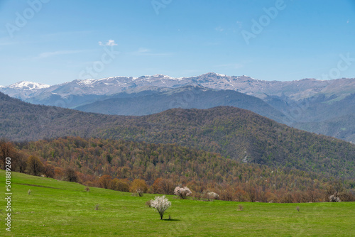 Spring mountains landscape with trees on the green field. © Inga Av