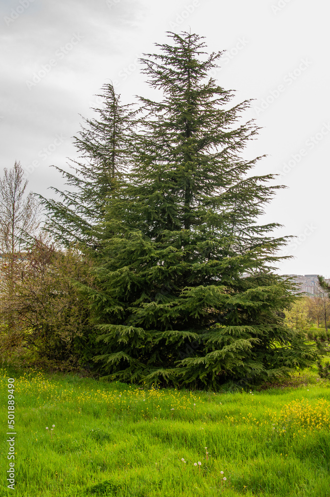 Image of pine tree with dense and dark green leaves. Image of pine tree with dense and dark green leaves.