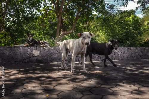 Pariah dogs in summer garden 